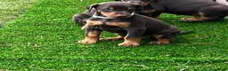 Dobermann dogs for sale: European Doberman puppies kc reg  - Advert 32