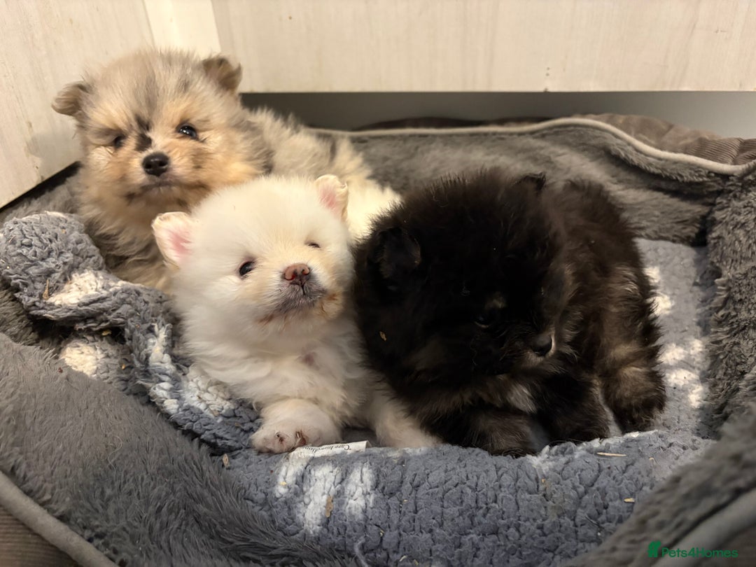 Pomeranian dogs for sale: 1 male 1 female  - Advert 3