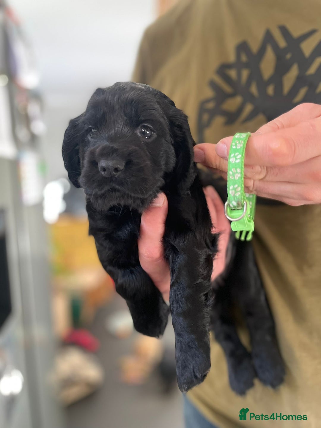 Cocker Spaniel dogs for sale: Working Cocker Spaniels - Image 23