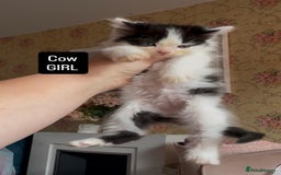 Mixed Breed cats for sale: Fluffy beautiful kittens  - Image 4