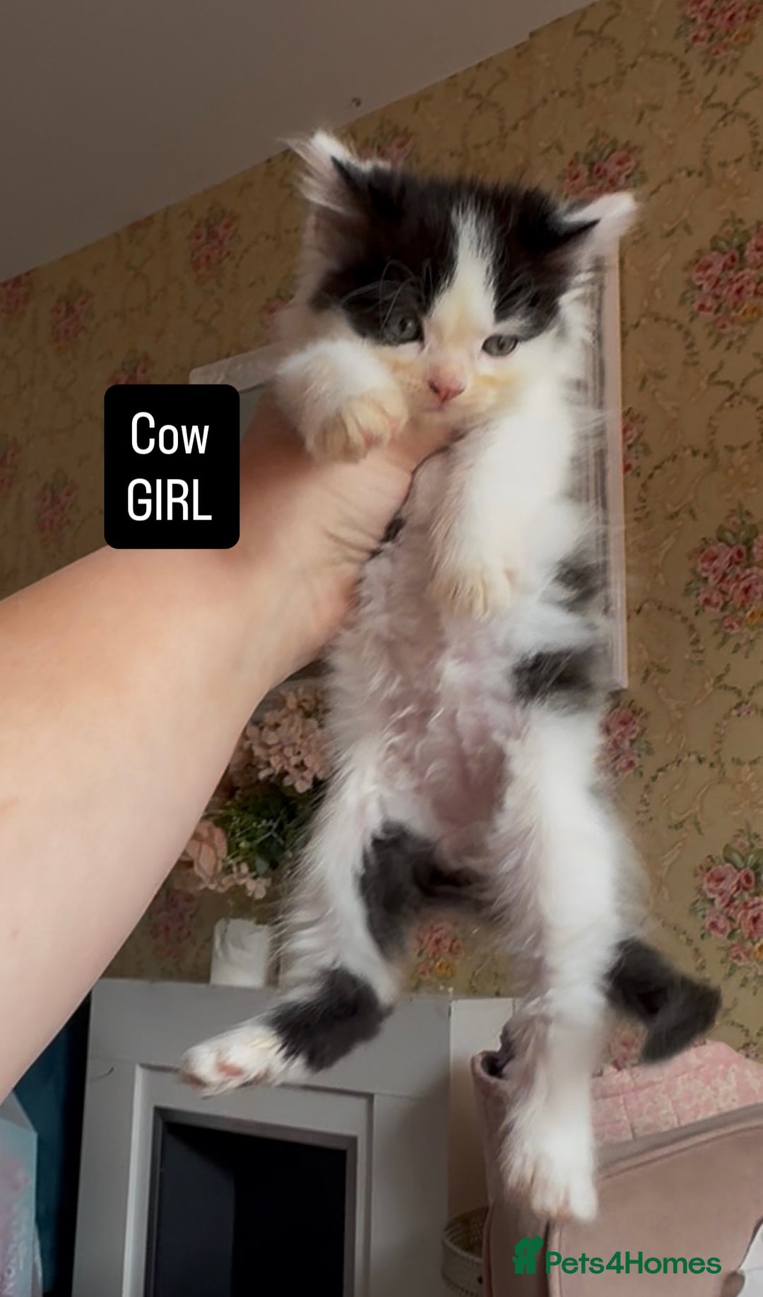 Mixed Breed cats for sale: Fluffy beautiful kittens  - Image 4