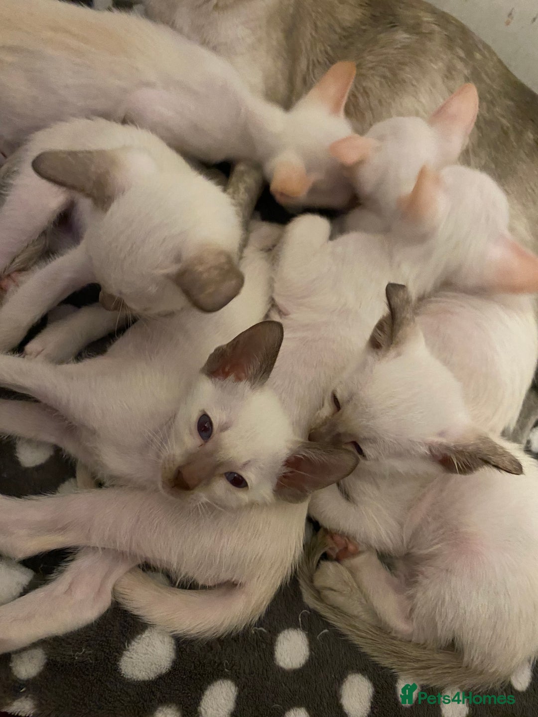 Siamese cats for sale: Siamese kittens for sale  - Advert 4