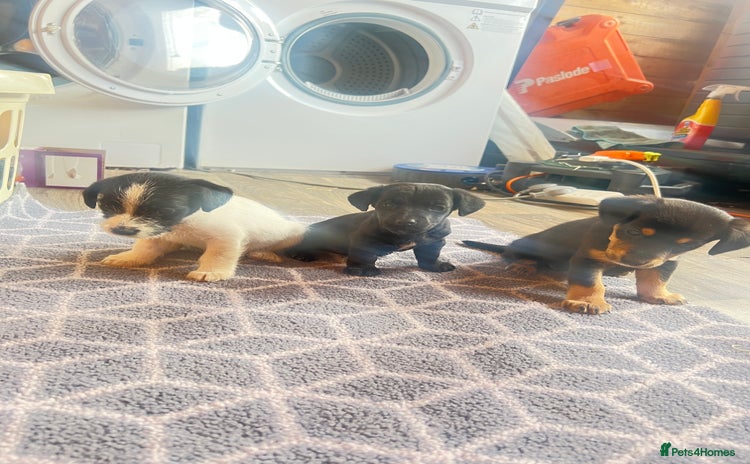 Jack Russell dogs - Advert 10
