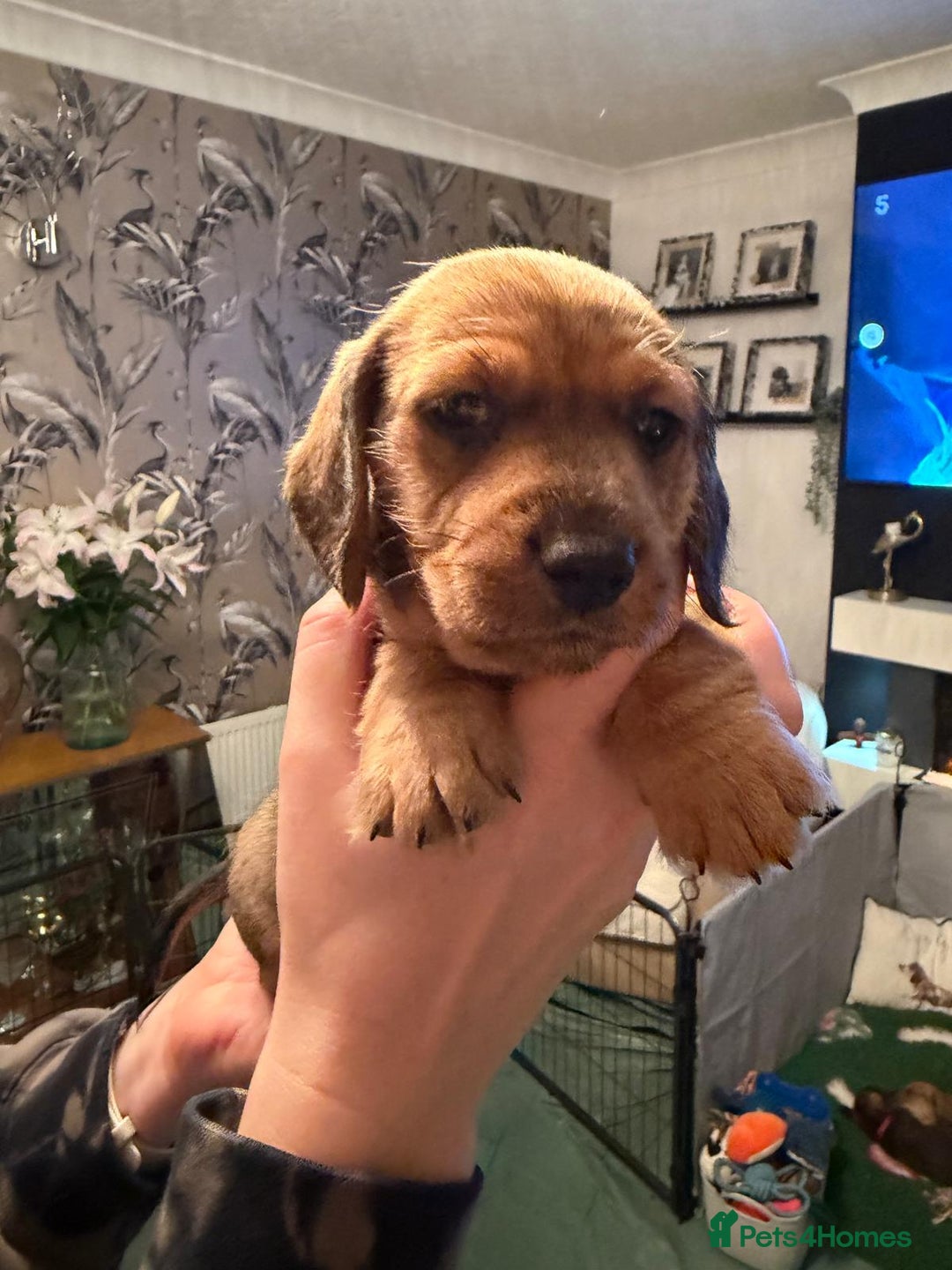 Dachshund dogs for sale: Tekel (wire haired dachshund) READY TO GO NOW - Advert 26