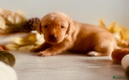 Labrador Retriever dogs for sale: Yellow Labrador Puppies - Image 23