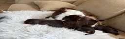 Cavalier King Charles Spaniel dogs for sale: Chocolate and Tan Exst heKth texted puppies  - Advert 11