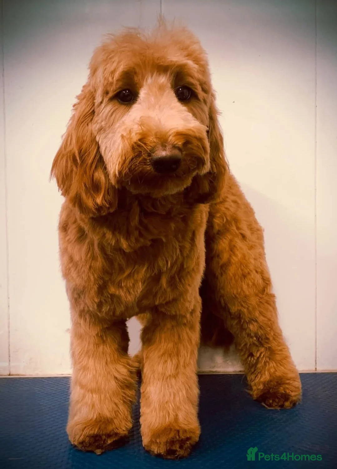 Australian Labradoodle dogs for sale: Therapy Dog Breeder - Advert 8