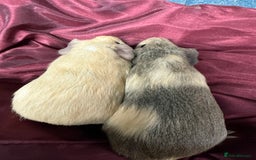 Guinea Pig rodents for sale: Adorable baby Guinea Pigs for loving homes  - Image 2