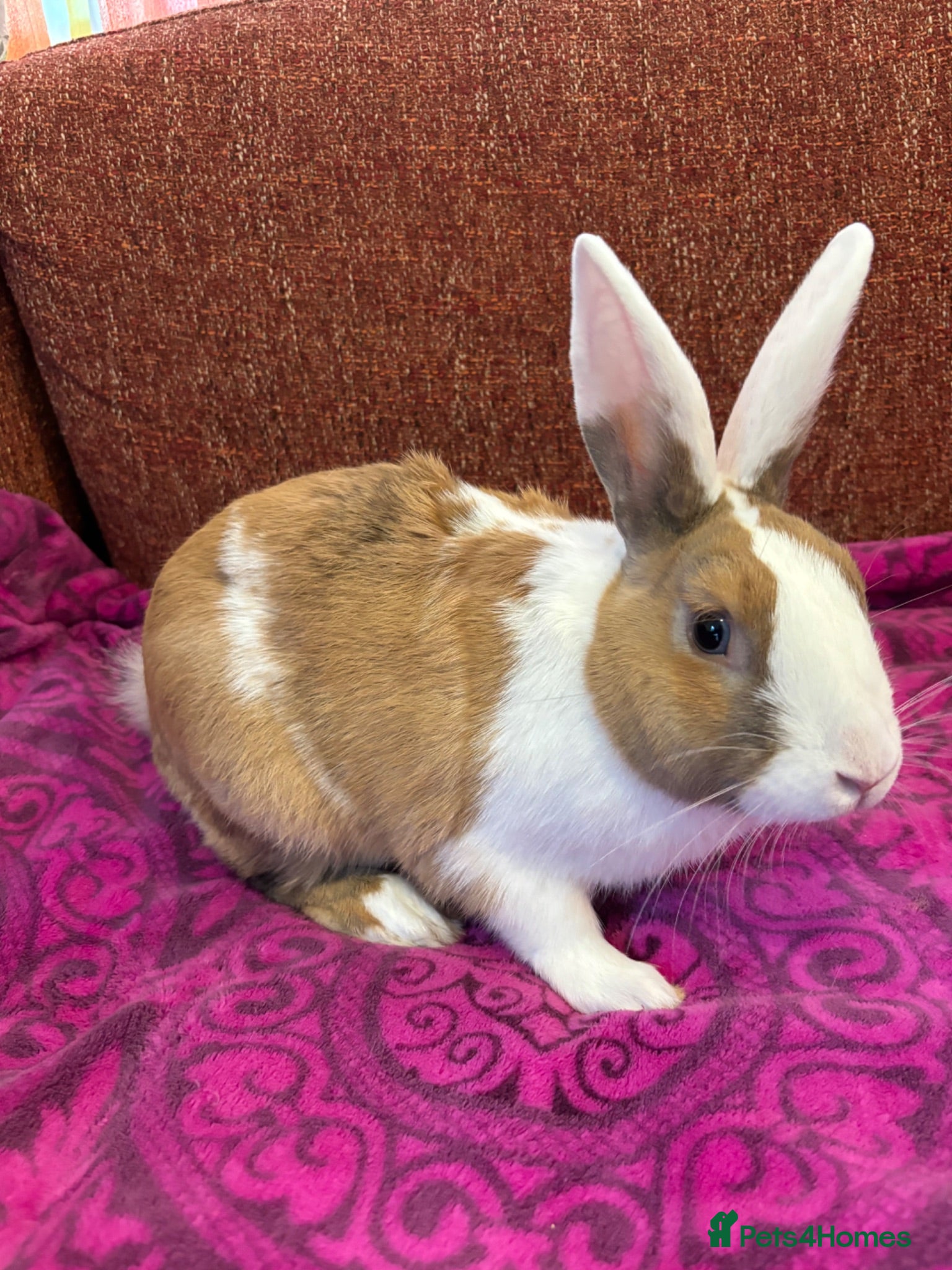 New Zealand rabbits Stunning house bunny with vaccinations  - Advert 6