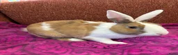 New Zealand rabbits for sale: Stunning house bunny with vaccinations  - Advert 1