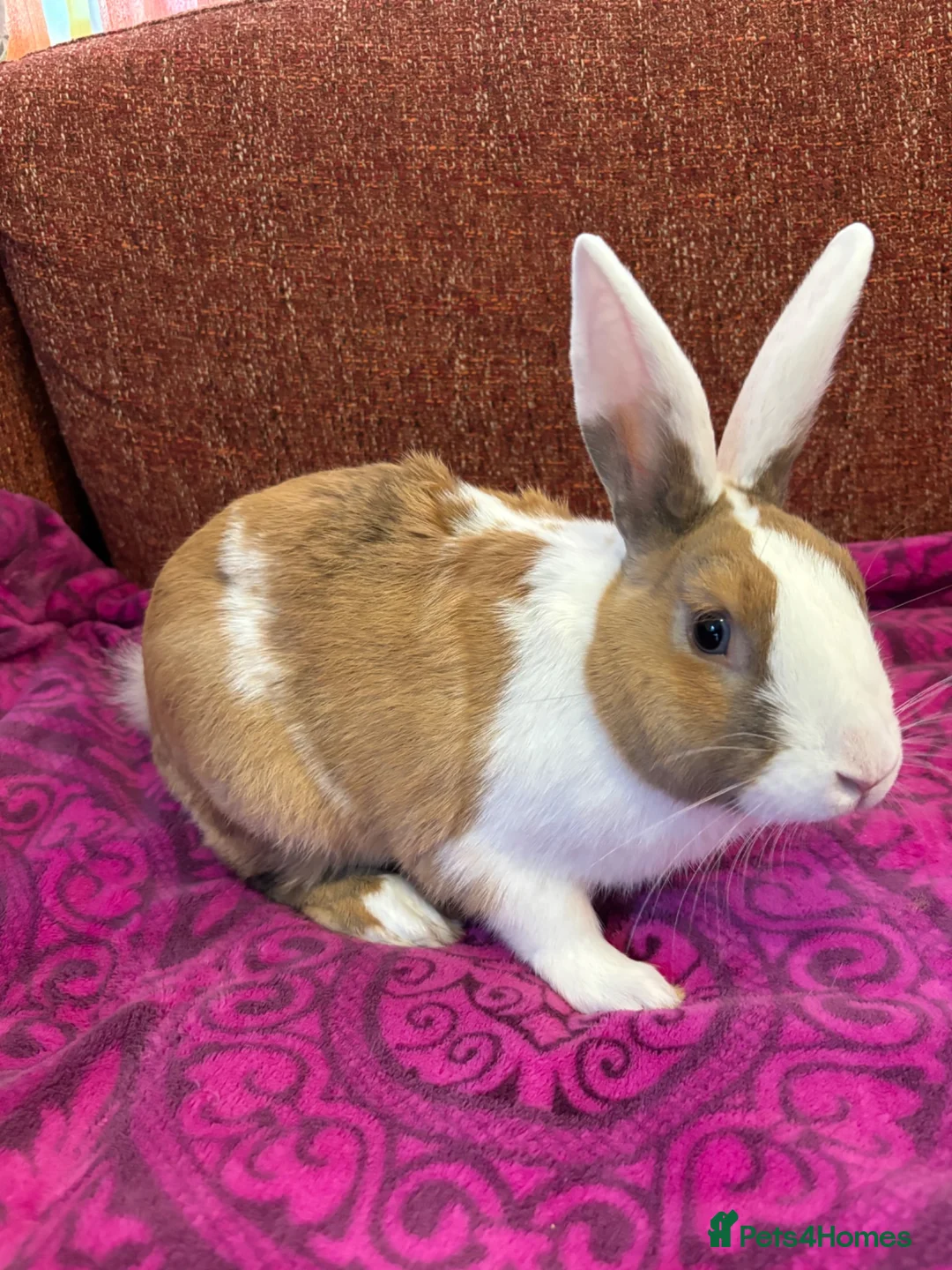 New Zealand rabbits for sale: Stunning house bunny with vaccinations  - Advert 1