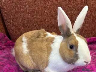 New Zealand rabbits Stunning house bunny with vaccinations - Advert 6