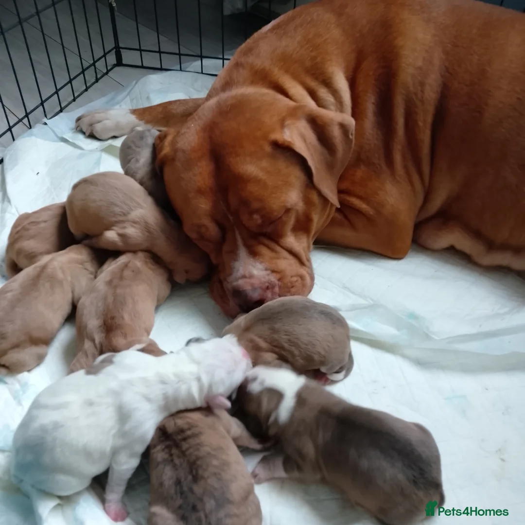 American Bulldog dogs for sale: American bulldogs - Advert 7