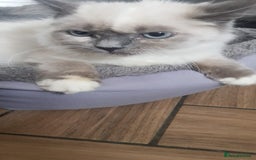 Siberian cats for sale: Beautiful Siberian Neva Masquerade kitten in Wellingborough - Image 4