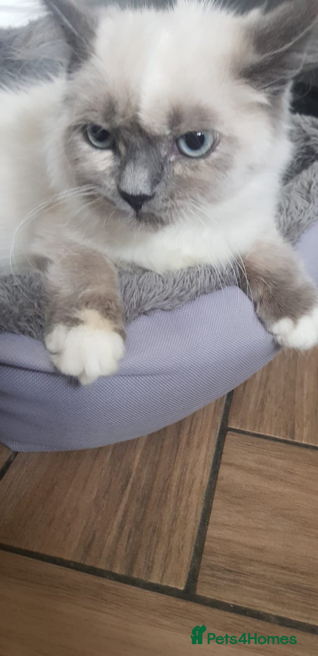 Siberian cats for sale: Beautiful Siberian Neva Masquerade kitten in Wellingborough - Image 4
