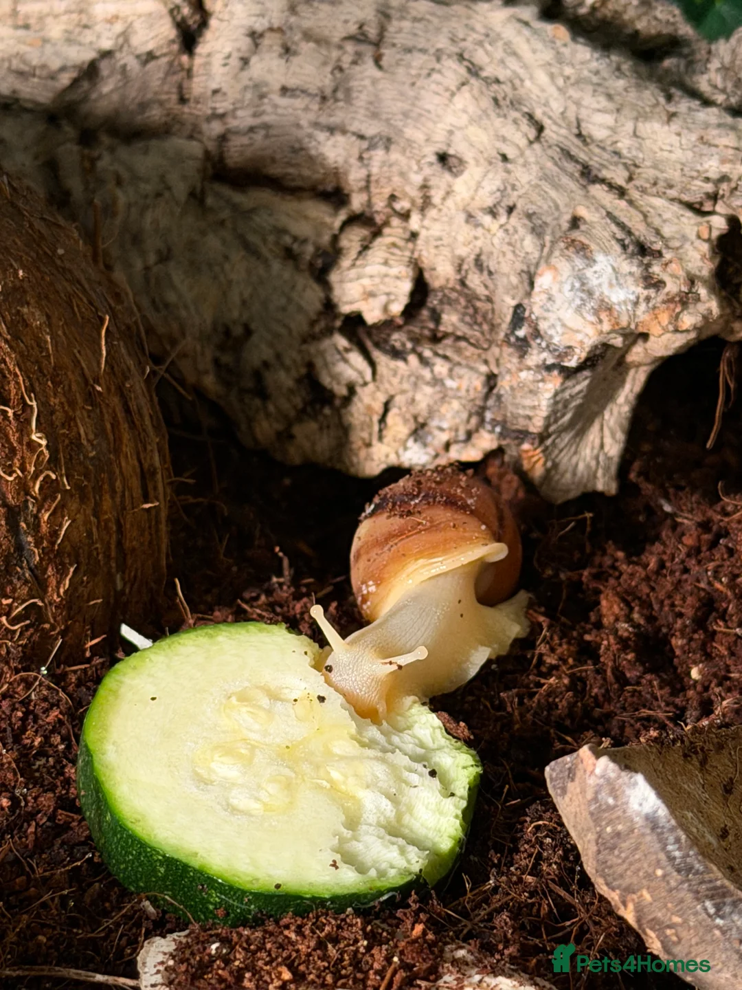 Snails invertebrates for sale: Giant African land snails for sale  - Advert 8