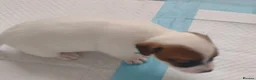 Jack Russell dogs for sale: Puppies for Sale - Advert 7