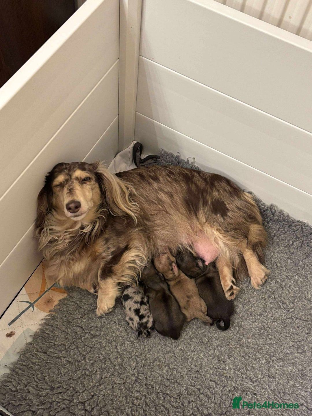 Miniature Dachshund dogs for sale: LONG HAIRED MINI DACSHUND  - Advert 14