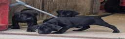 Cane Corso dogs for sale: Cane Corso Irish Kennel club registered  in Enniskillen - Advert 9