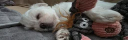 Maltese dogs for sale: Luna and Leo - Advert 6