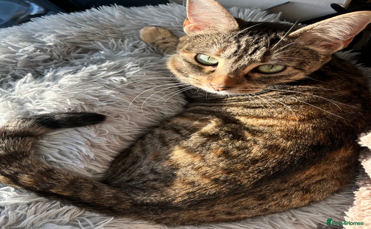 Mixed Breed cats 6 month old tabby  - Advert 1