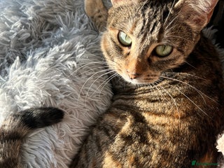 Mixed Breed cats 6 month old tabby - Advert 17