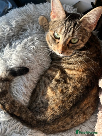 Mixed Breed cats 6 month old tabby - Advert 1