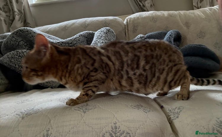 Bengal cats - Advert 7