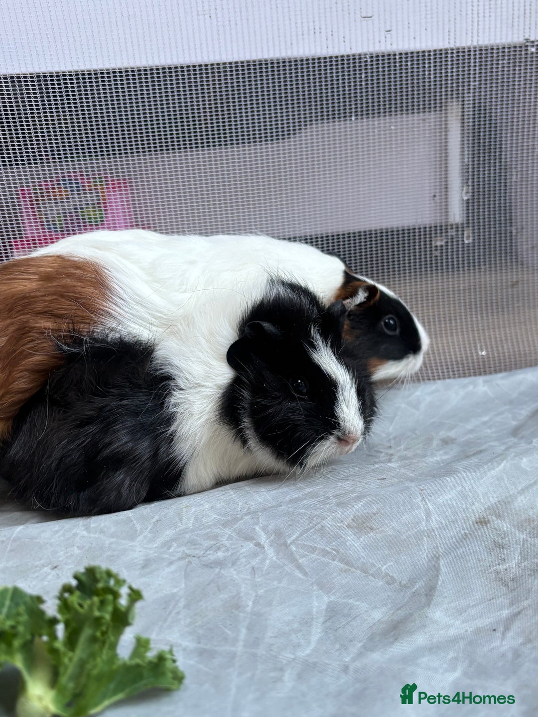 Guinea Pig rodents for sale: 2 beautiful baby girl guinea pigs - Advert 7