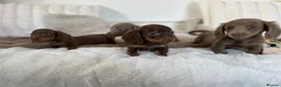Miniature Dachshund dogs for sale: ✨MINI DACHSHUNDS ✨BOTH PARENTS KC✨ - Advert 25