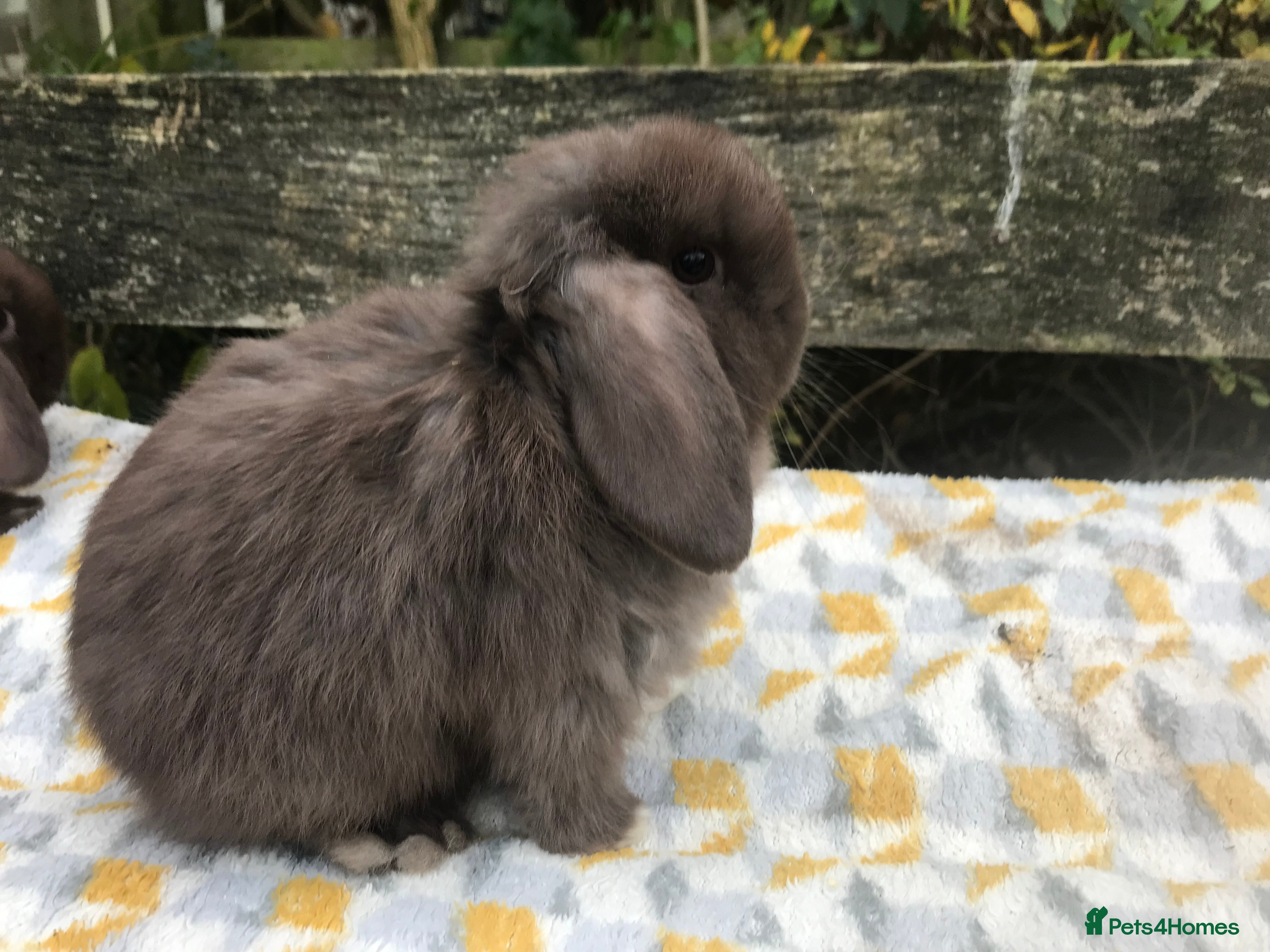 Mini Lop rabbits Beautiful mini lops  - Advert 10