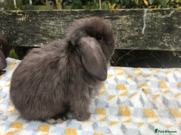 Mini Lop rabbits Beautiful mini lops - Advert 8
