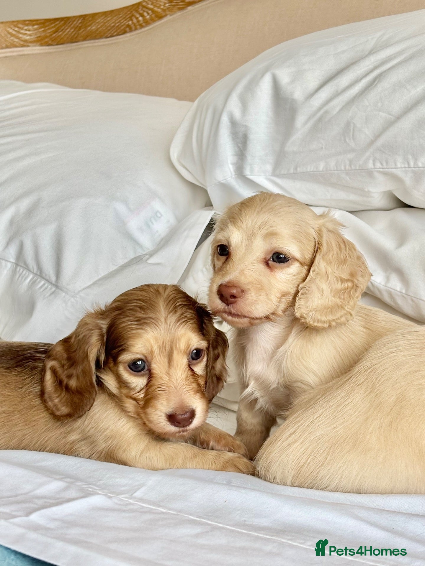 Miniature Dachshund dogs 🐶 Cream Mini Longhaired Dachshunds KC reg/PRA 🐶  - Advert 2
