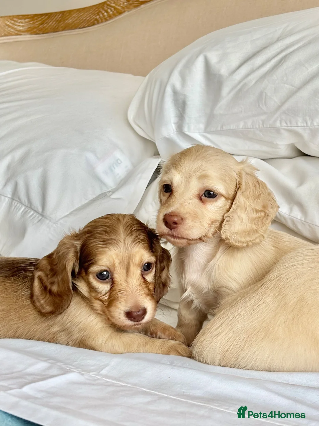 Miniature Dachshund dogs for sale: 🐶 Cream Mini Longhaired Dachshunds KC reg/PRA 🐶  - Advert 2
