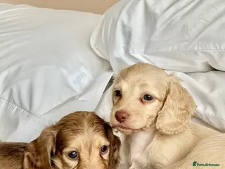 Miniature Dachshund dogs 🐶 Cream Mini Longhaired Dachshunds KC reg/PRA 🐶 - Advert 1
