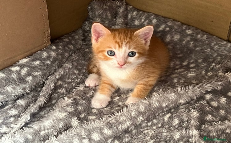 Mixed Breed cats - Advert 2