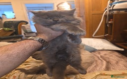 Siberian cats for sale: Beautiful Siberian Kittens – 2.5 Months Old - Image 2