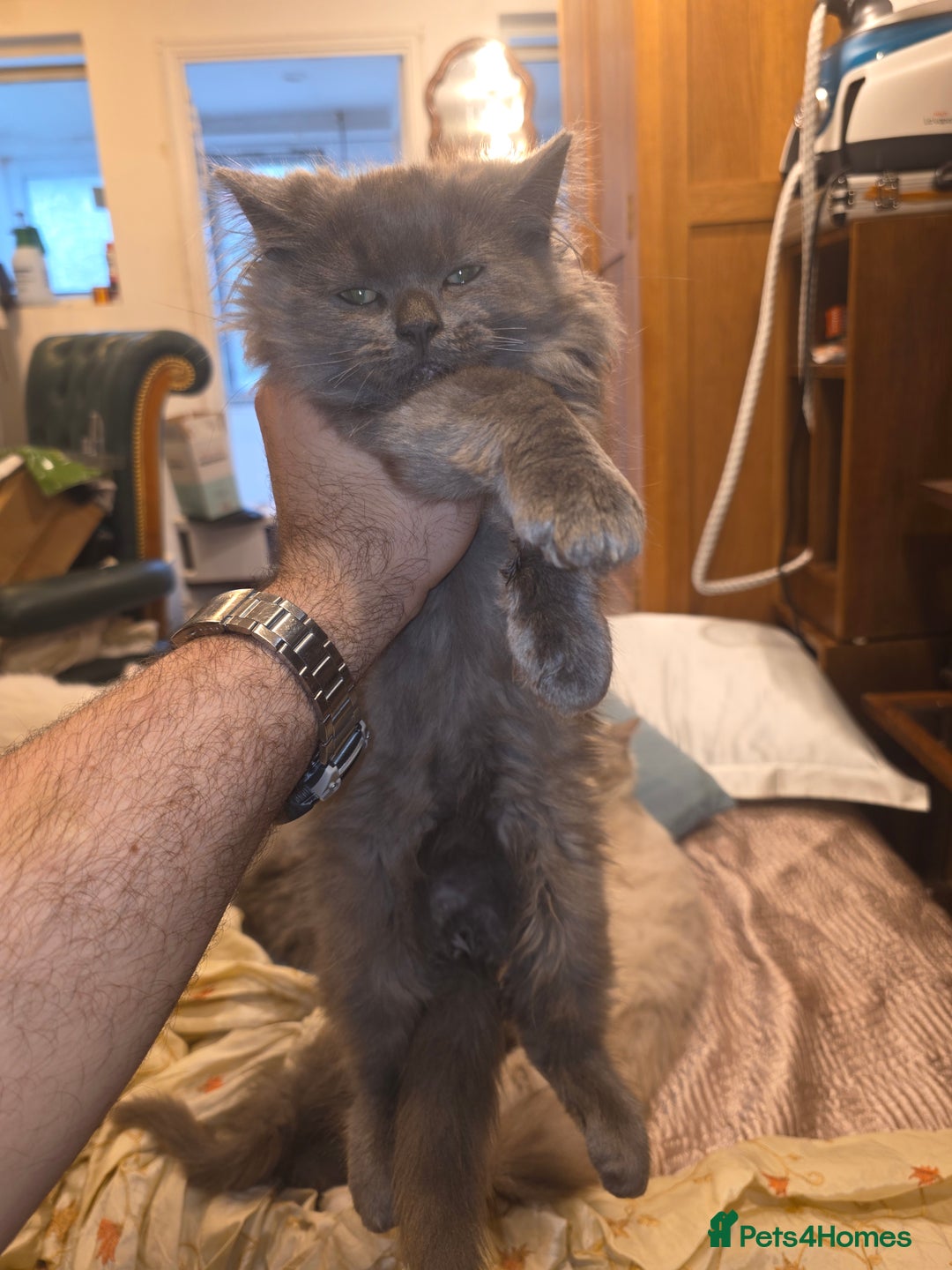 Siberian cats for sale: Beautiful Siberian Kittens – 2.5 Months Old - Image 2