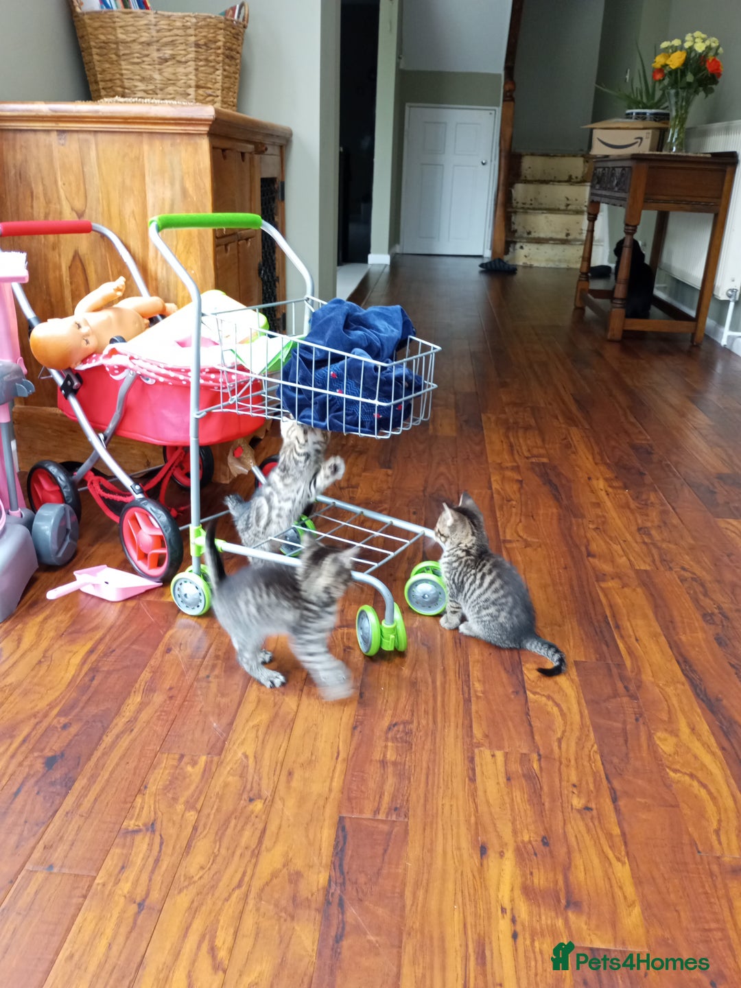 Domestic Shorthair cats for sale: PENDING PICKUP Three female Domestic Shorthair - Image 17
