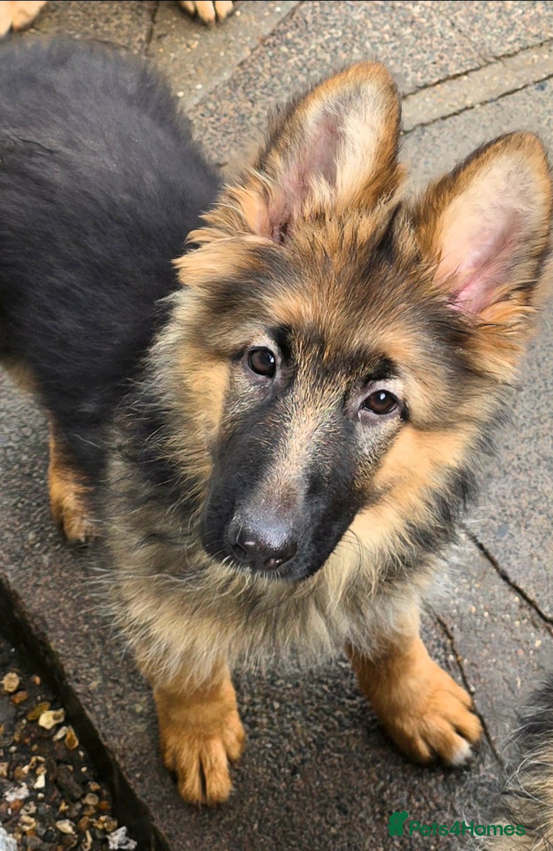 German Shepherd dogs for sale: KC REGISTERED GERMAN SHEPHERD PUPPIES  - Image 16