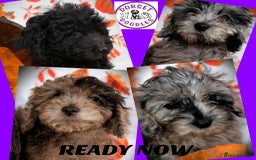 Cockapoo dogs for sale: Ready to go 10 October tiny toy cockapoos  - Image 1