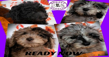 Cockapoo dogs - Advert 10