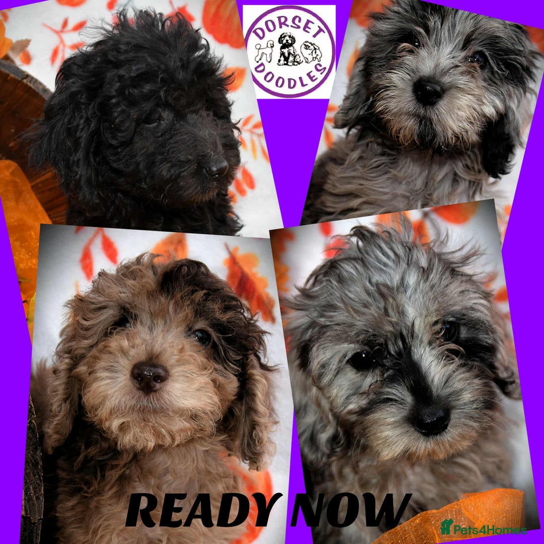 Cockapoo dogs for sale: Ready to go 10 October tiny toy cockapoos  - Image 1