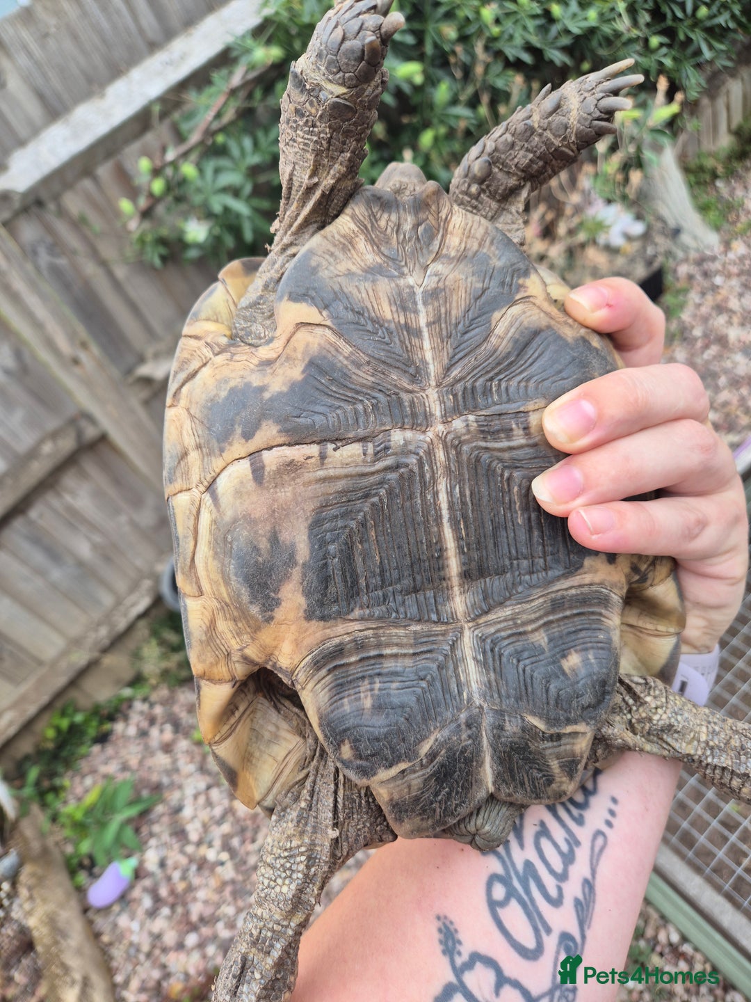 Tortoise reptiles for sale: Spur thighed tortoise female - Image 6