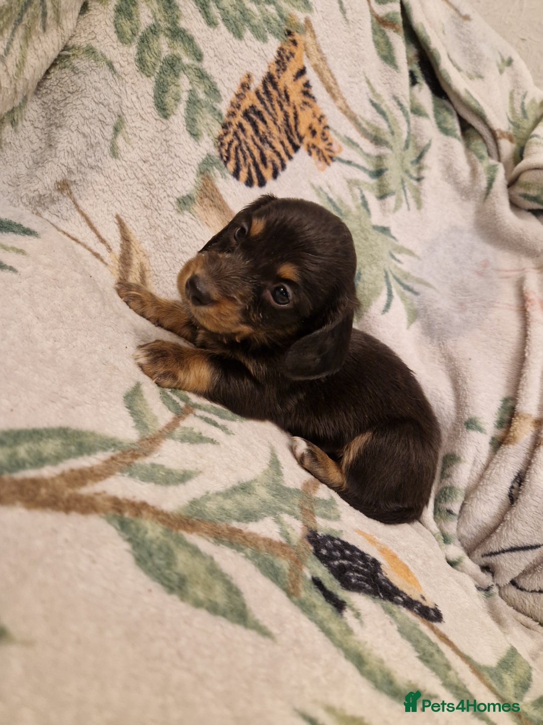 Miniature Dachshund dogs for sale: ⭐️🌈Beautiful miniature dachshunds🌈⭐️ - Advert 15