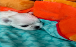 Maltese dogs for sale: 🌟Maltedoll Tiny Korean Maltese KC Reg🌟 - Image 12
