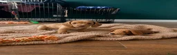 Miniature Dachshund dogs for sale: 🌟 2 Beautiful kc Miniature Dachshund Puppies 🌟 - Advert 12
