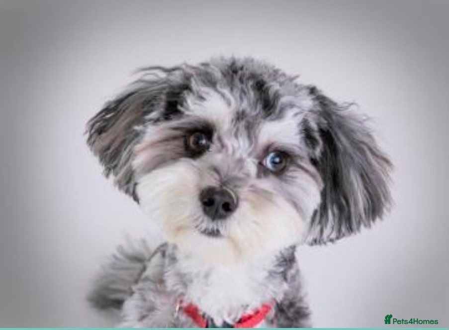 Maltipoo dogs Stunning Half Blue-Eyed Merle Maltipoo Stud 💙 - Advert 1