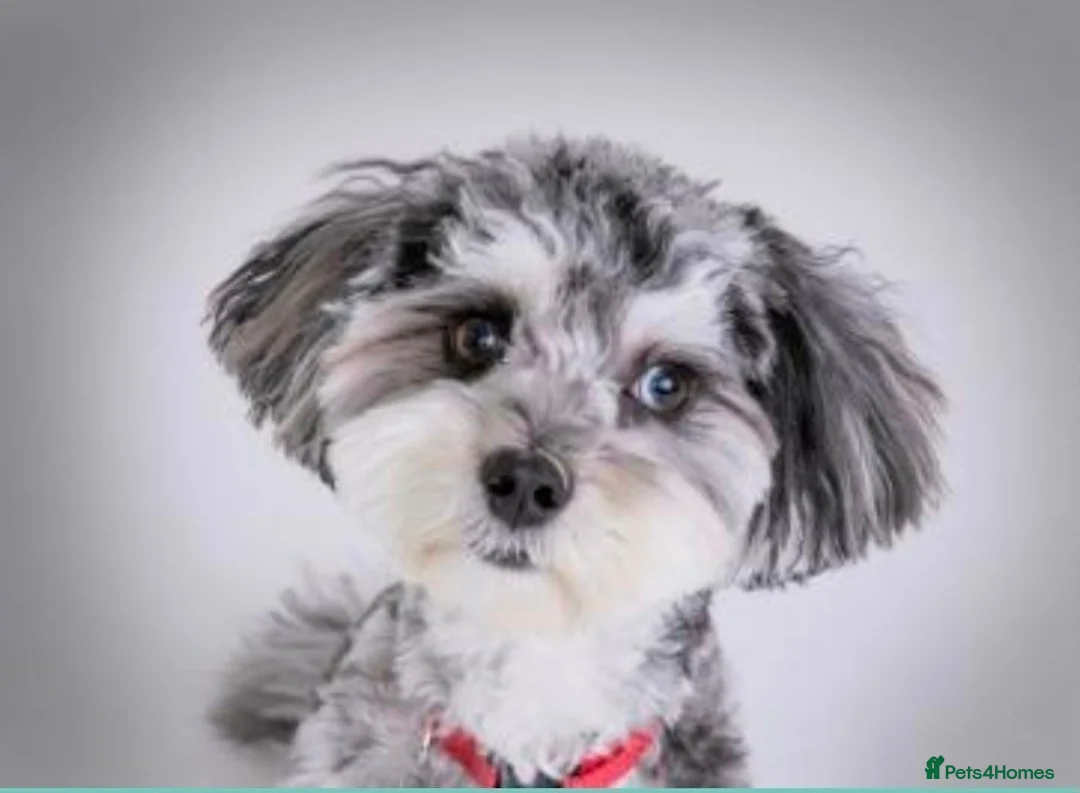 Maltipoo dogs for stud: Stunning Half Blue-Eyed Merle Maltipoo Stud 💙 - Advert 1
