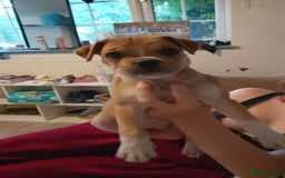 Mixed Breed dogs for sale: Pug cross bulldog - Image 2